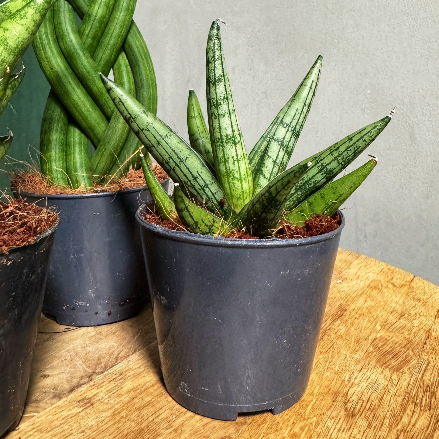 Mixed Sansevieria-Snake Plants
