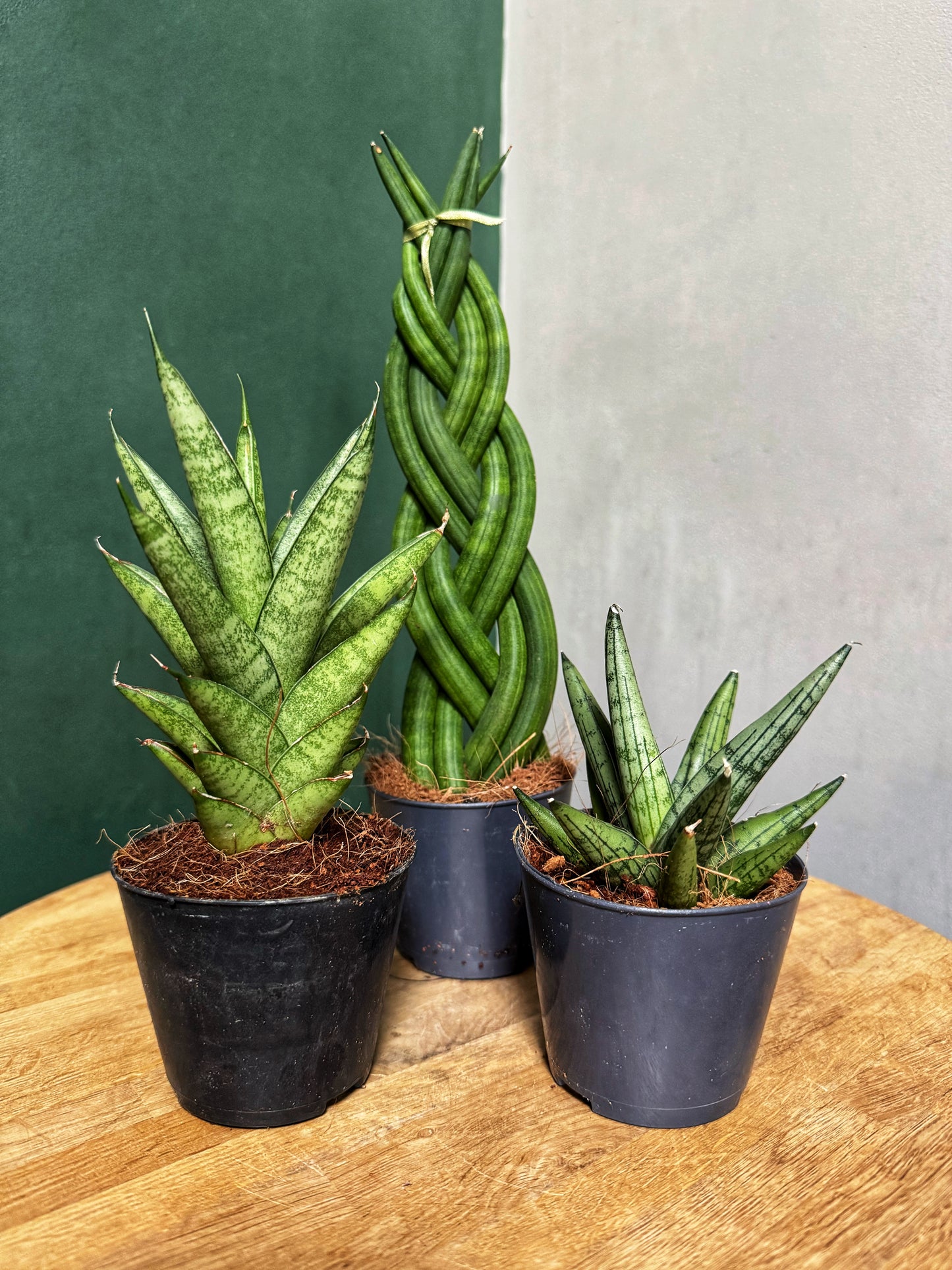 Mixed Sansevieria-Snake Plants