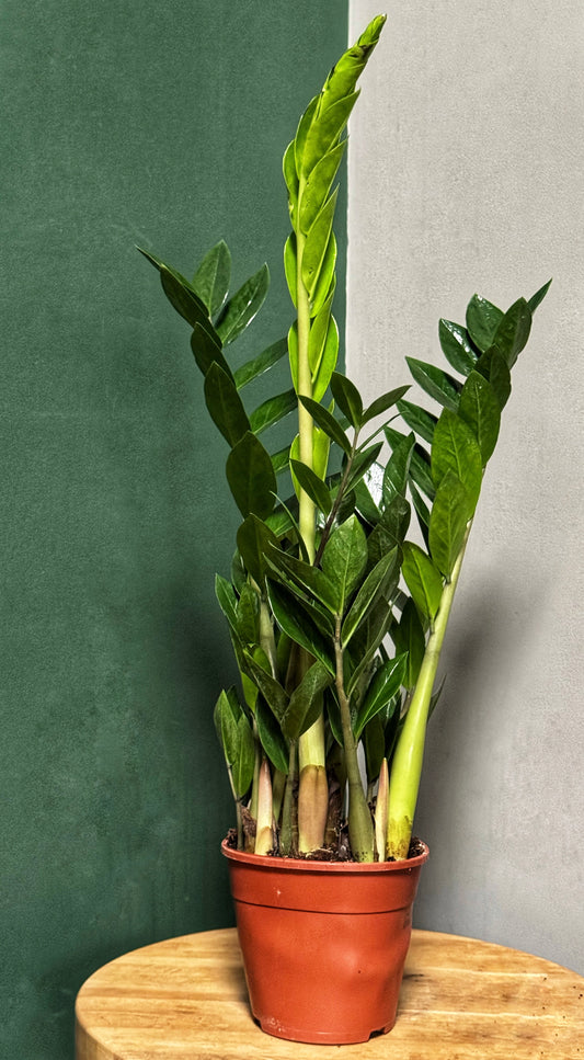 65cm tall Zamioculcas zamifolia- ZZ Plant