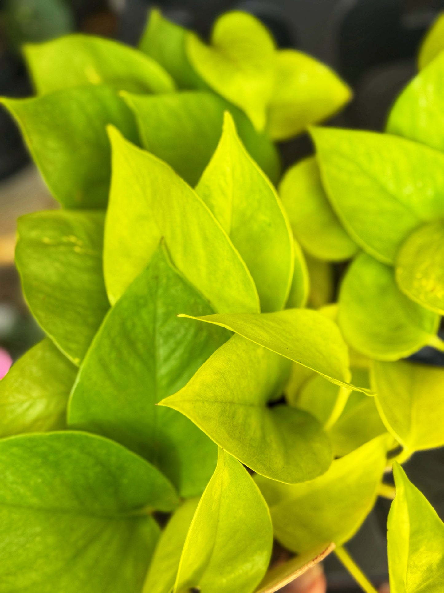 Epipremnum pinnatum-Golden Pothos