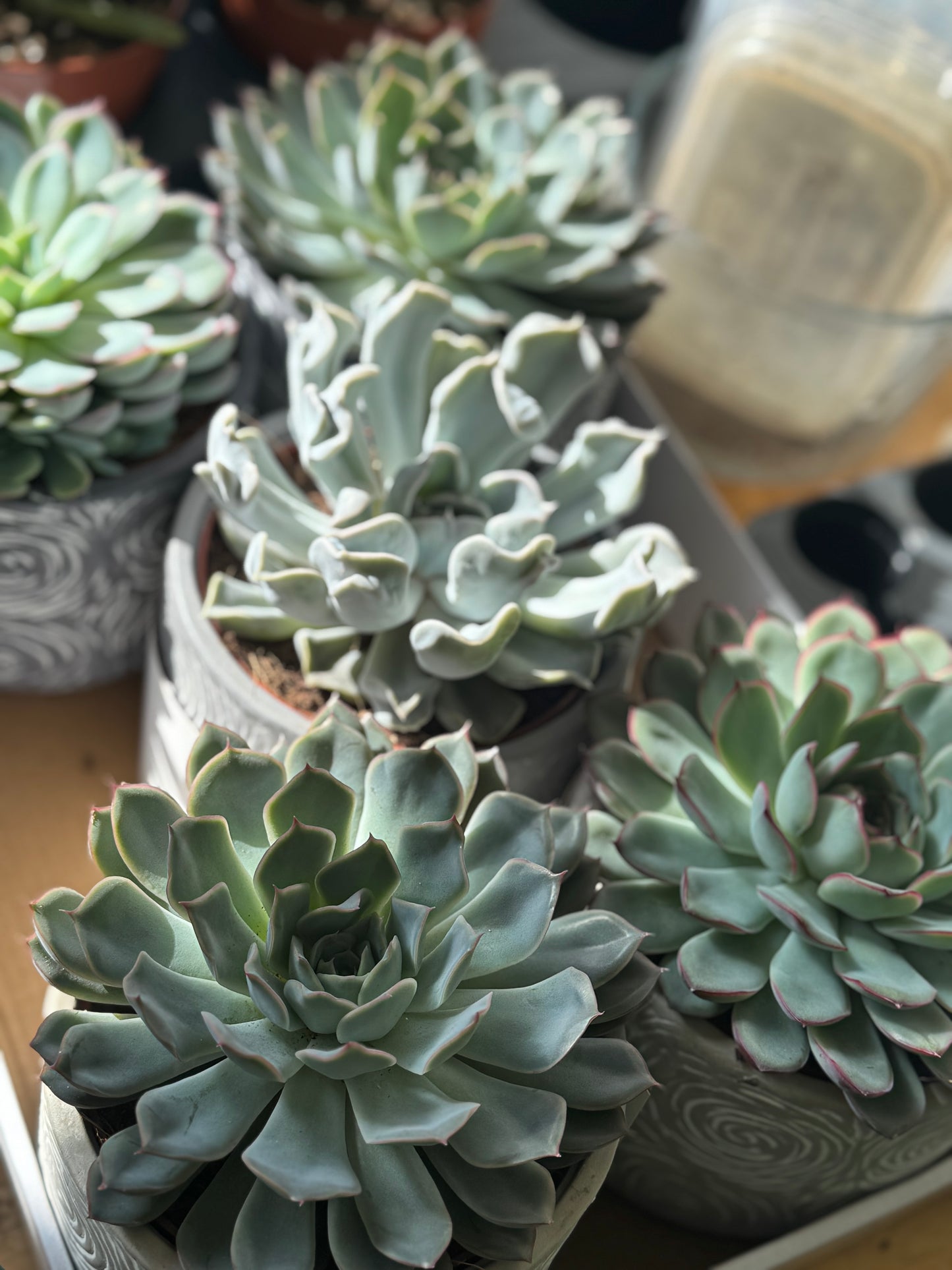 Echeveria Gem with pot