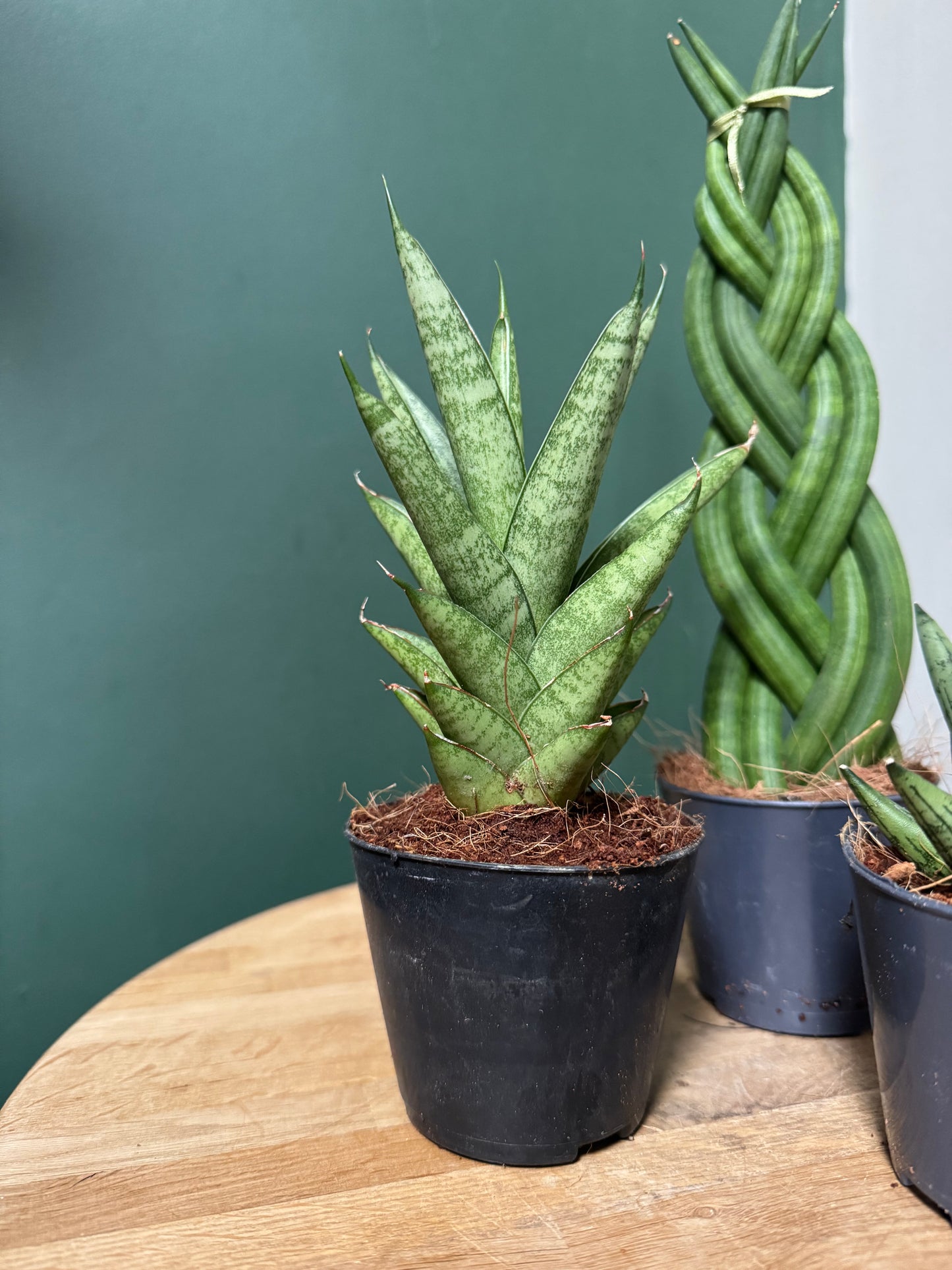 Mixed Sansevieria-Snake Plants