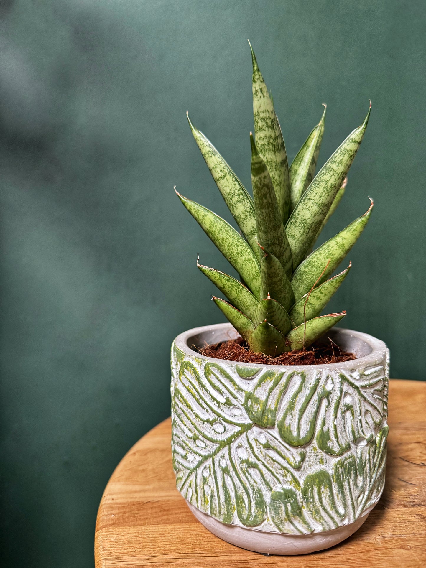 Mixed Sansevieria-Snake Plants