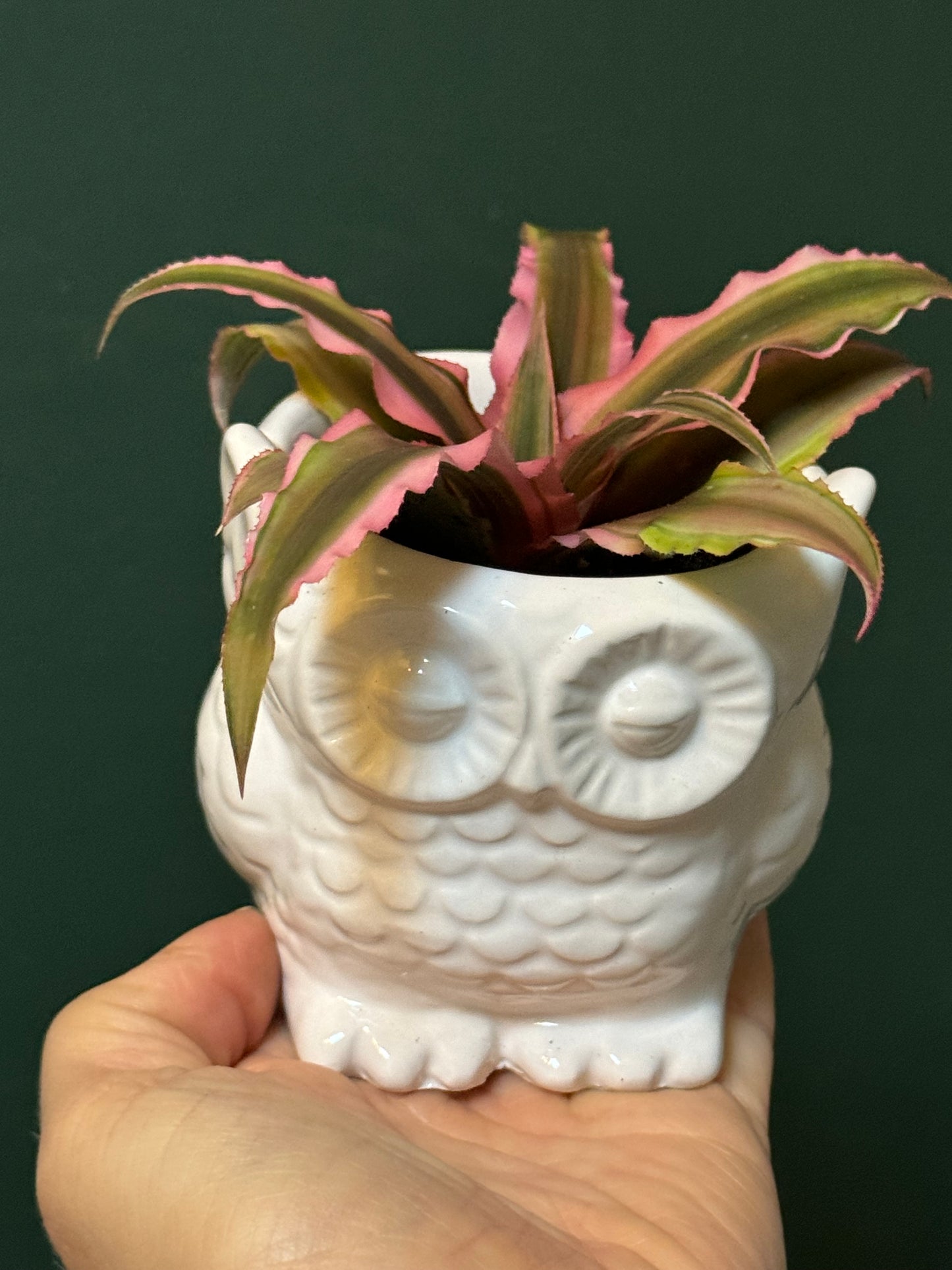 Cryptanthus- Miniature earth star mix