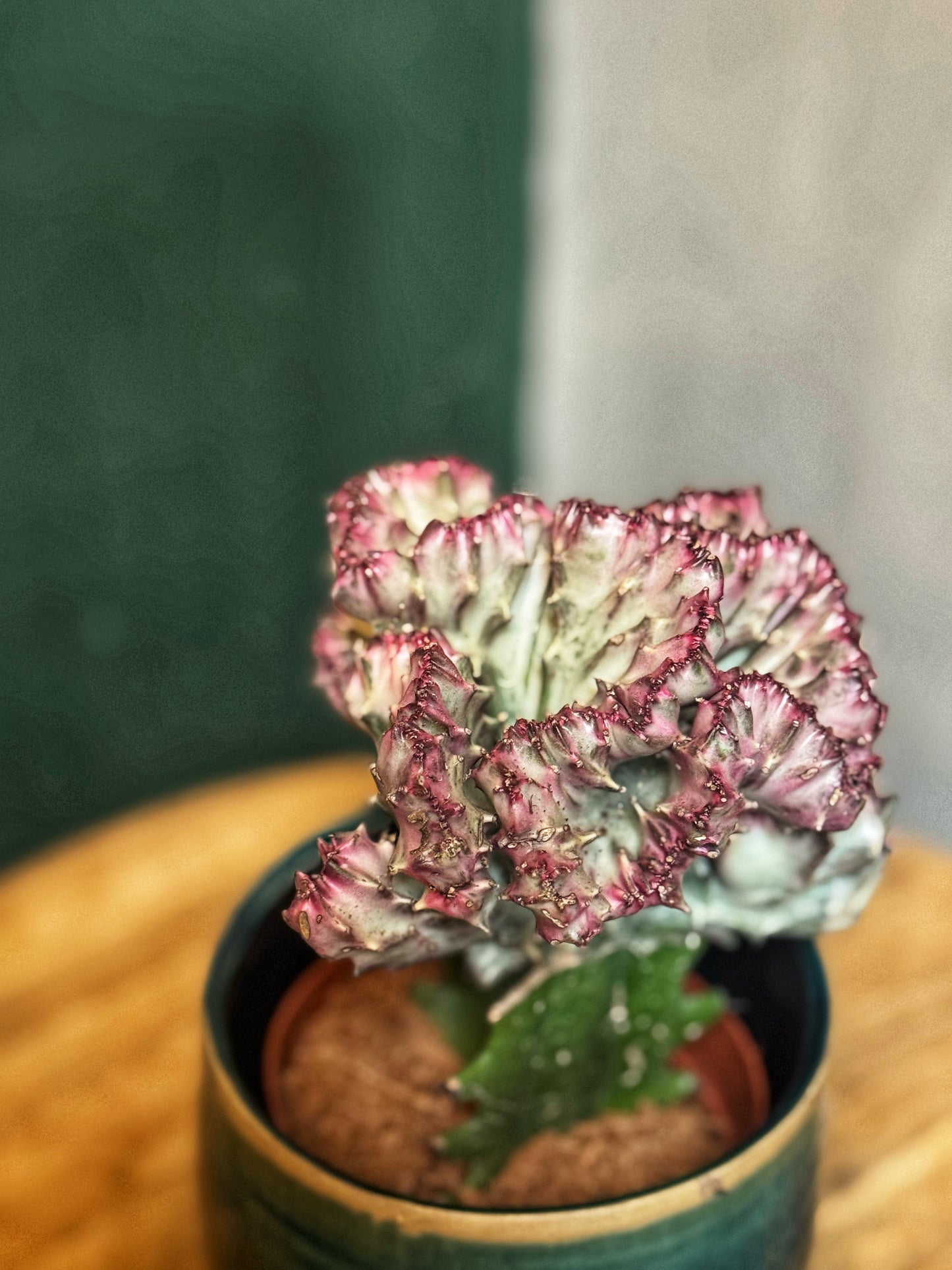 Euphorbia Lactea - Coral Cactus