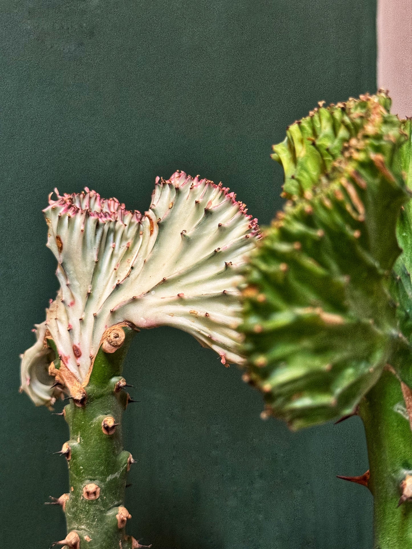 Euphorbia Lactea - Coral Cactus