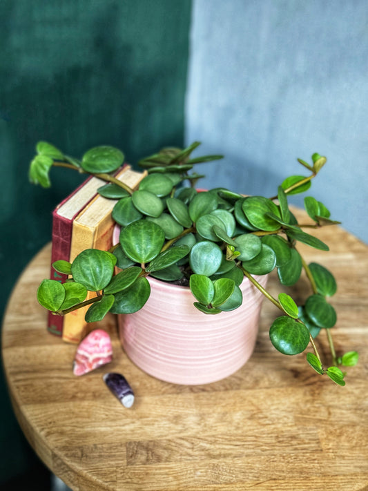 Peperomia Hope