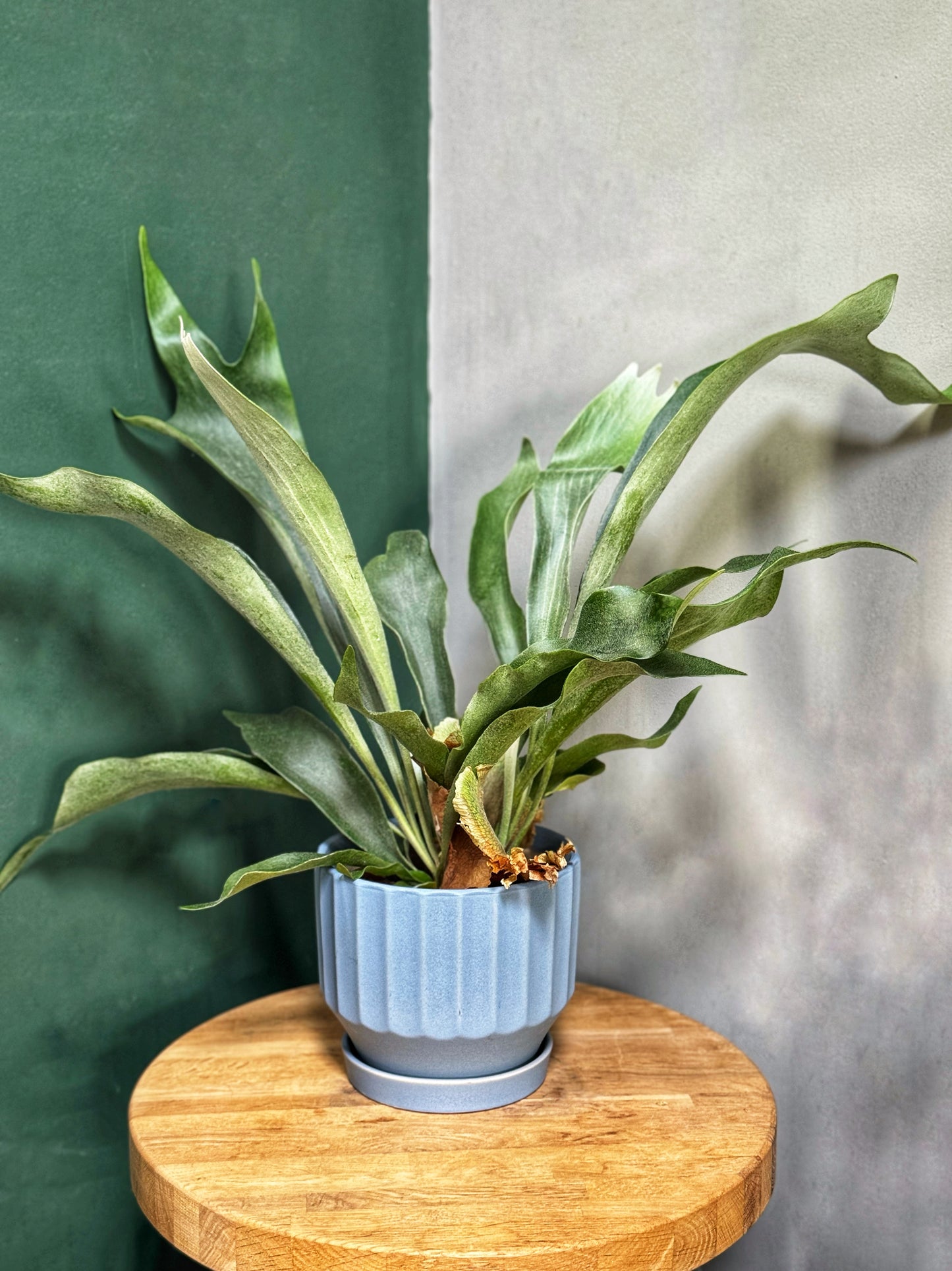 Platycerium bifurcatum - Staghorn fern