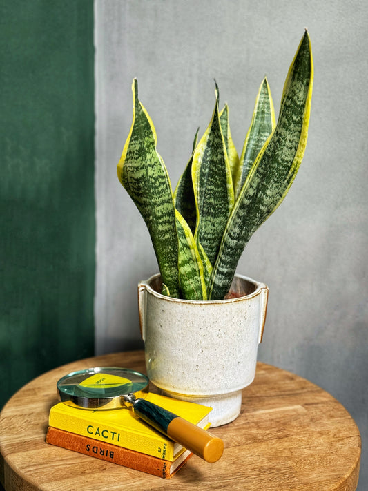 Sansevieria Futura Superba