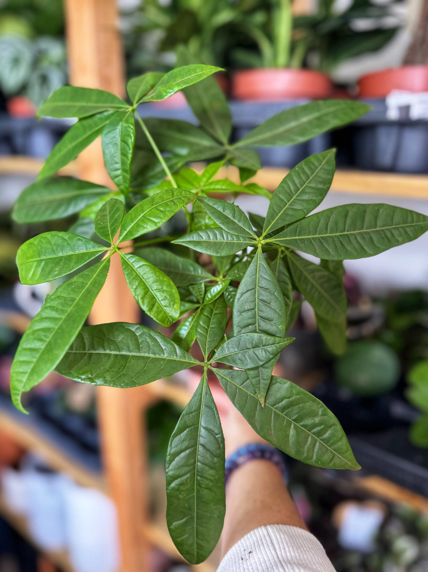 Pachira Aquatica - Money Tree