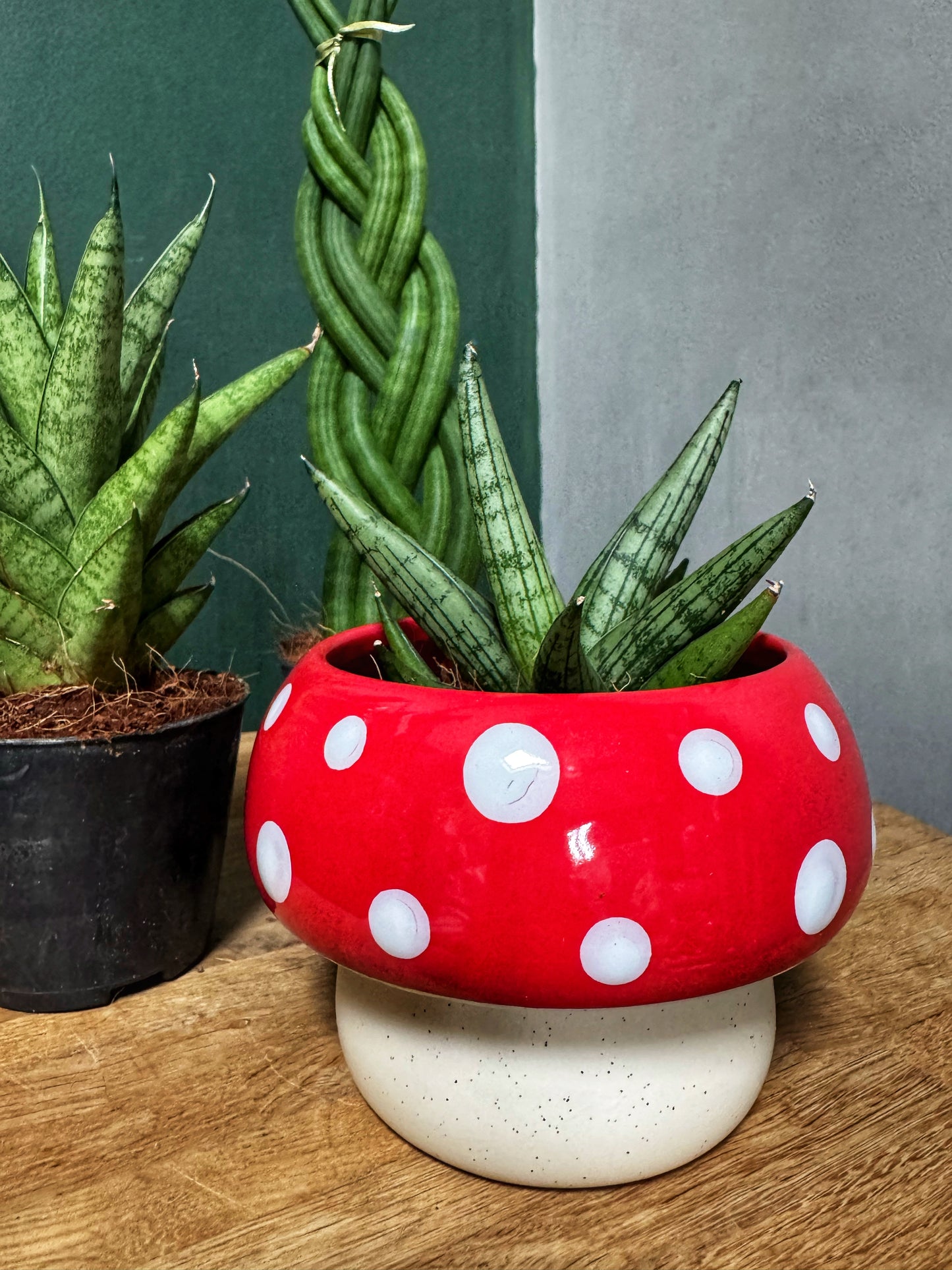 Mixed Sansevieria-Snake Plants