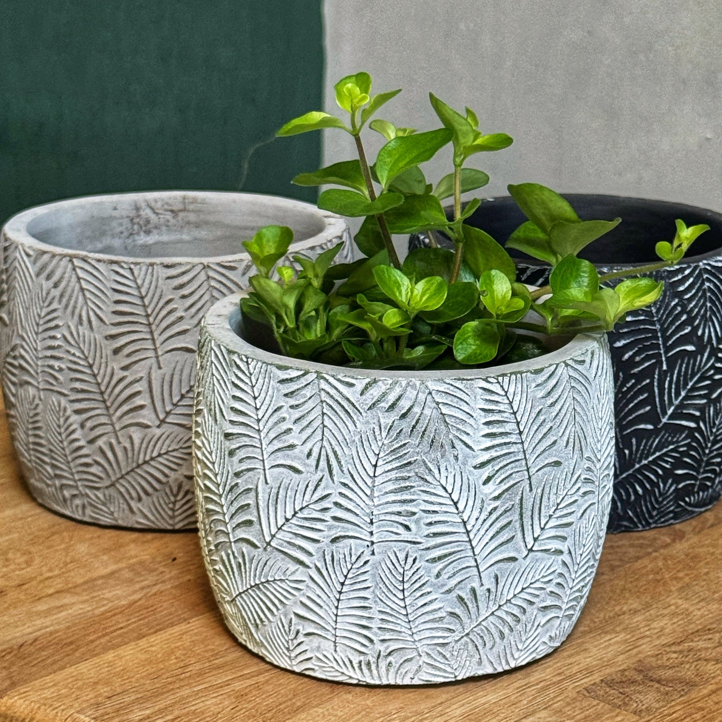 Rotundifolia- Trailing Jade Peperomia- Mini plants