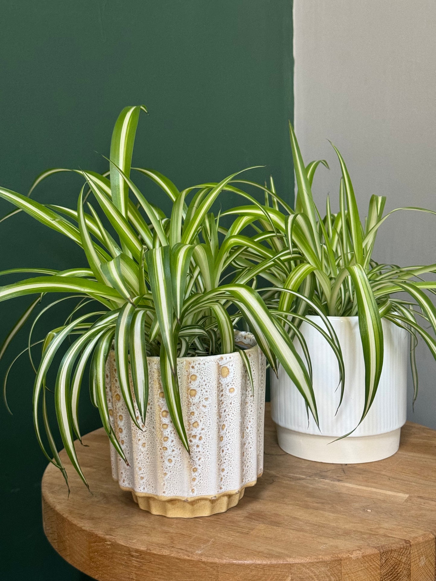 Chlorophytum Variegatum-Spider plant