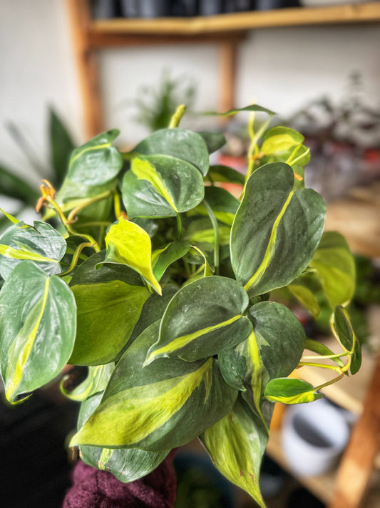 Brasil Scandens