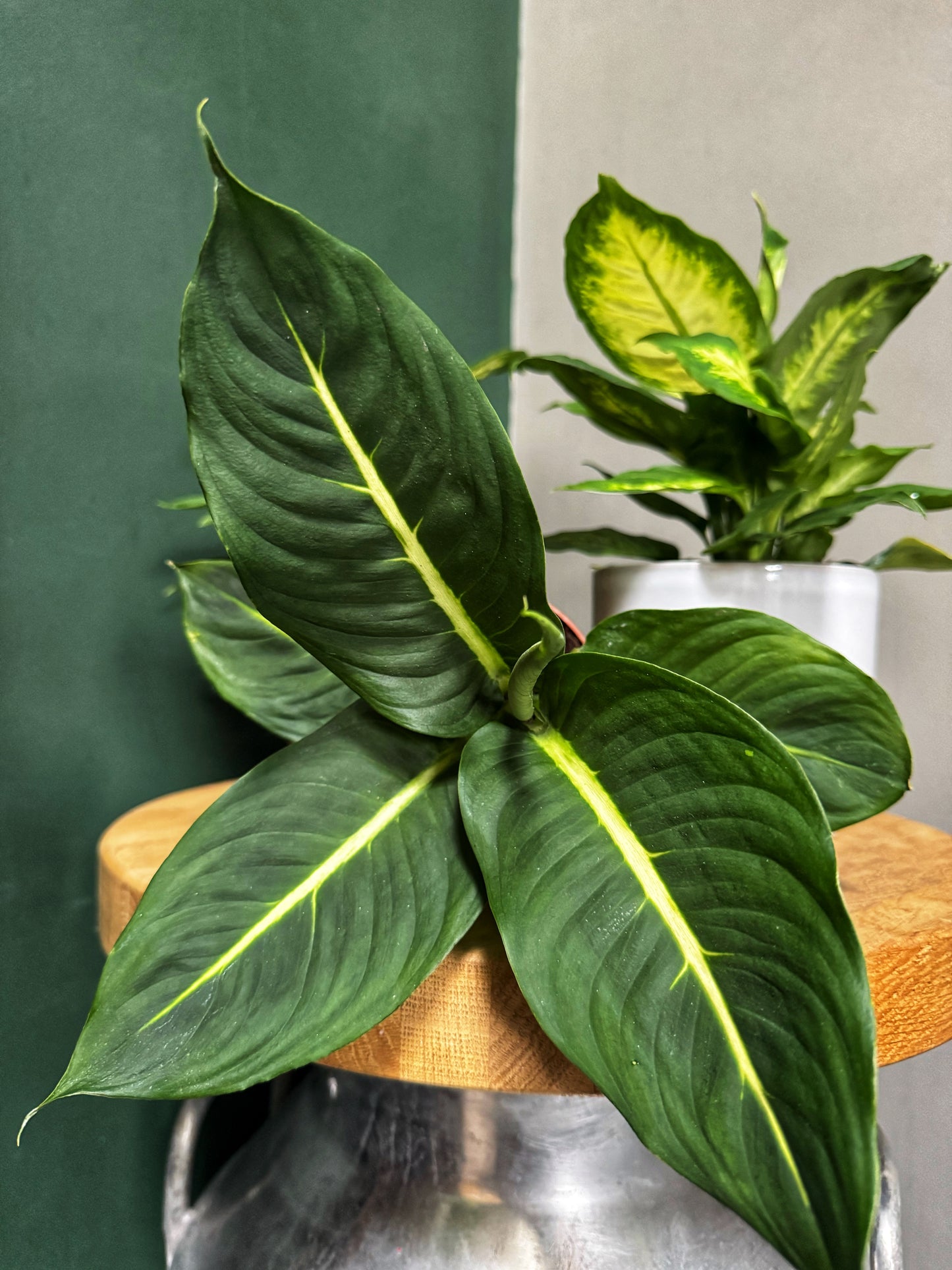 Dieffenbachia mix- Dumb Cane