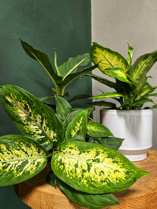 Dieffenbachia mix- Dumb Cane