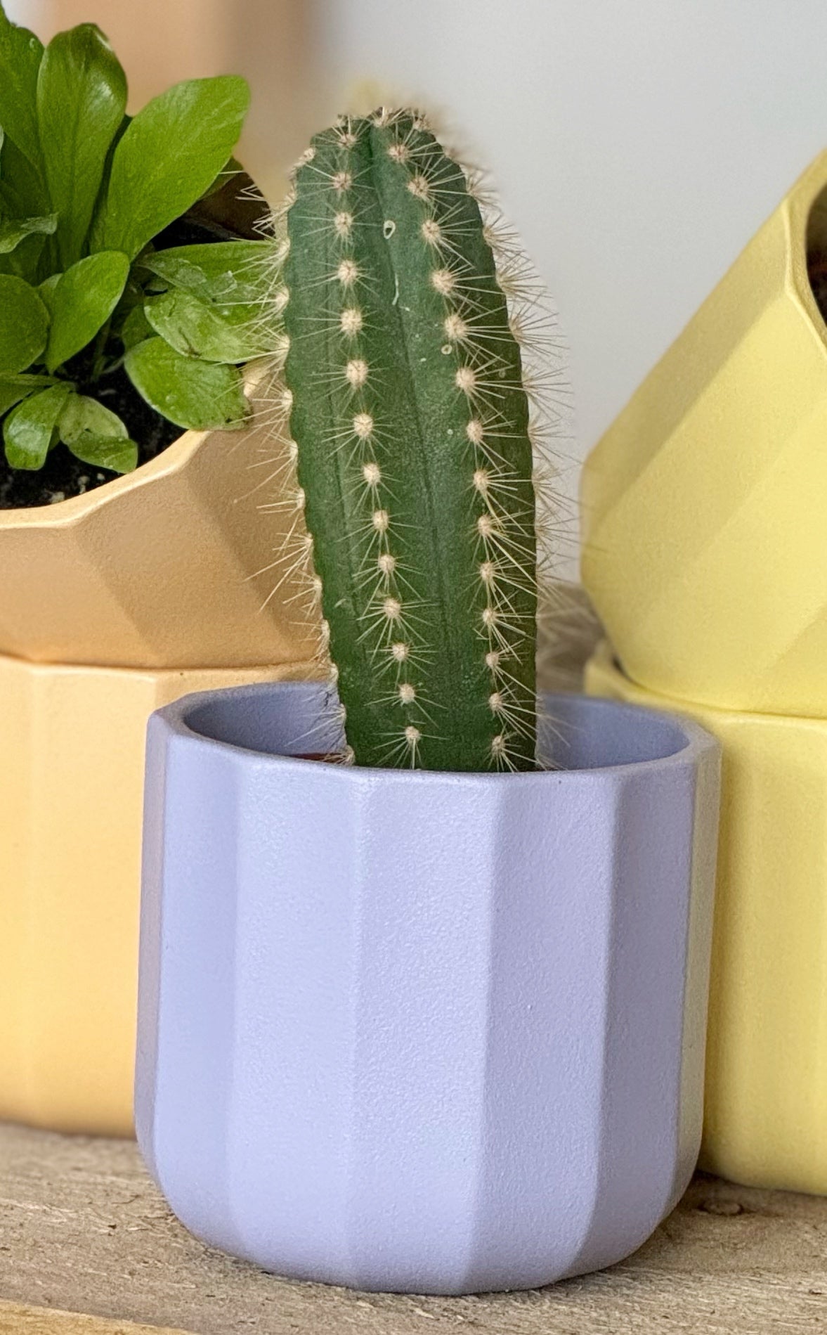 Geo Mini Planters- Lilac/Lemon/Apricot