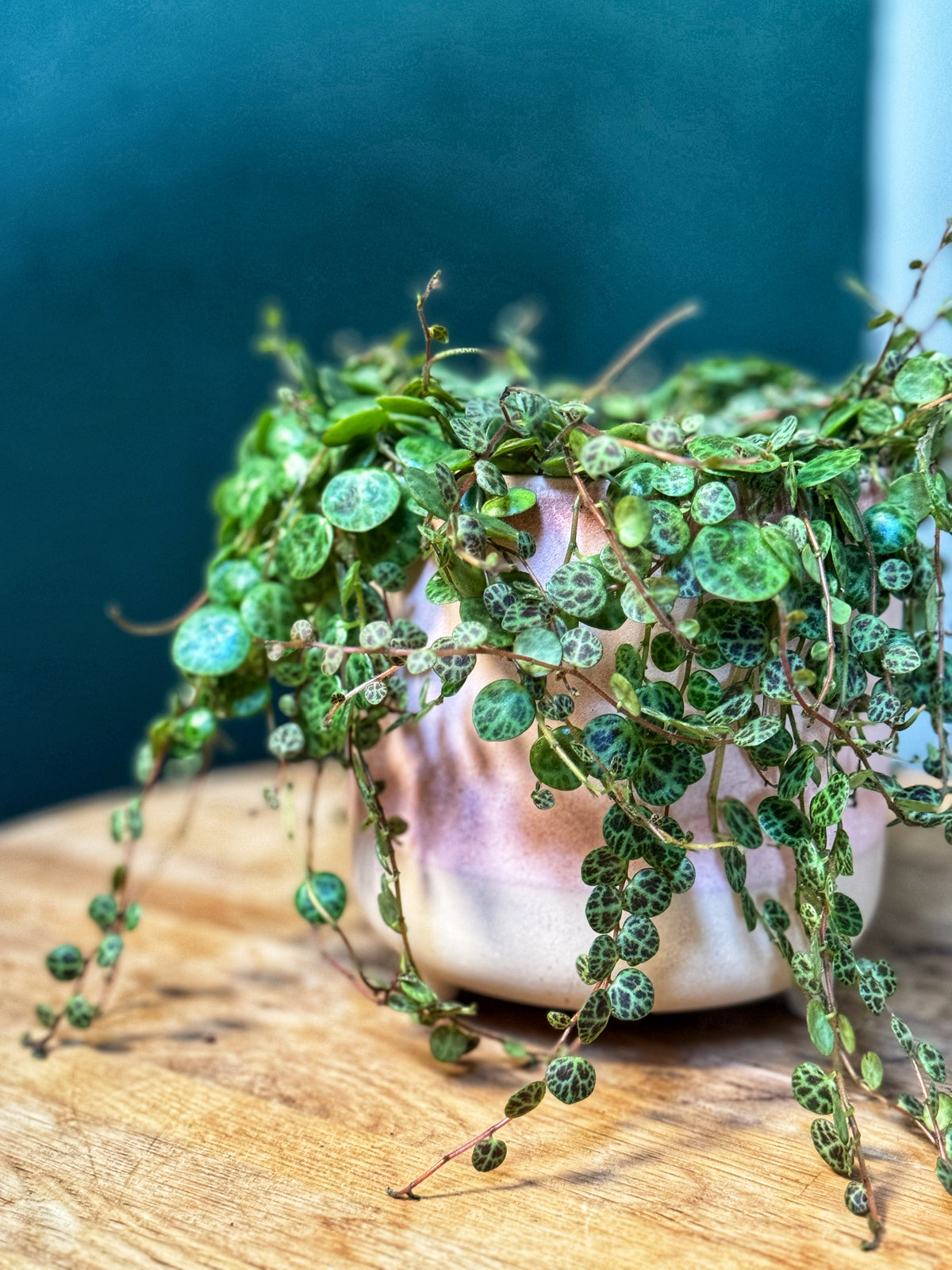 Peperomia prostrata-String of Turtles