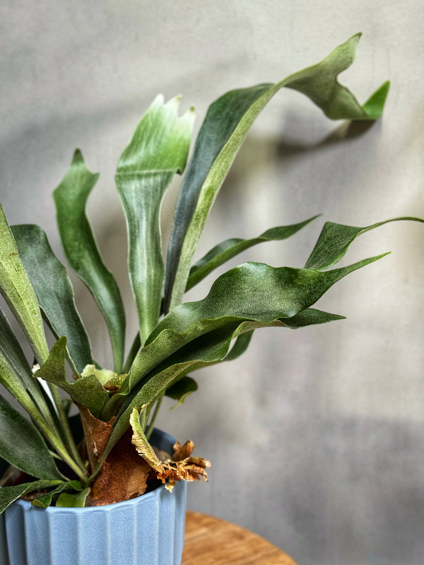 Platycerium bifurcatum - Staghorn fern