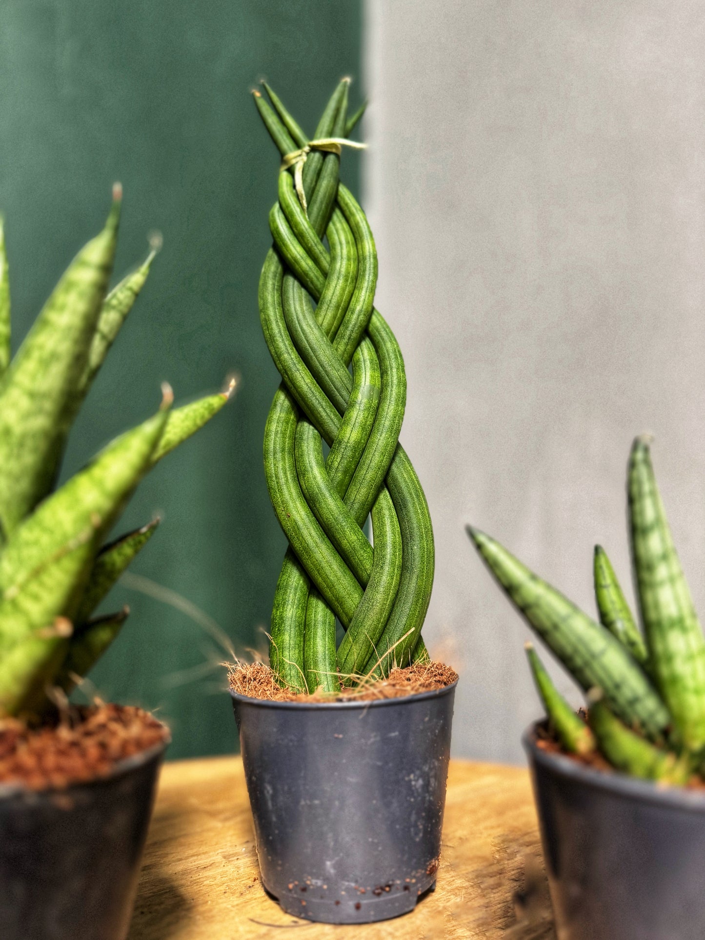 Mixed Sansevieria-Snake Plants
