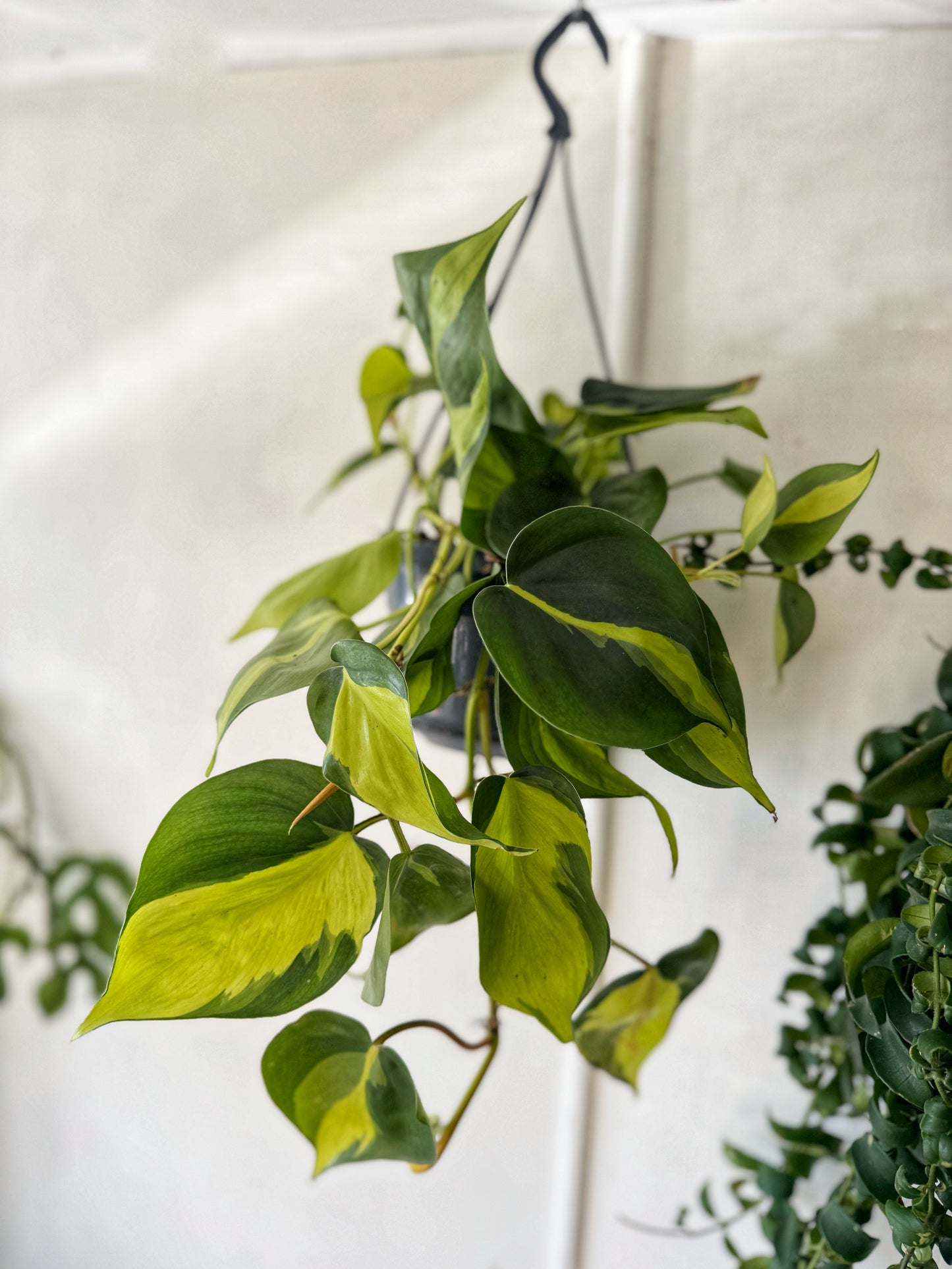 Hanging - Large Brasil Scandens