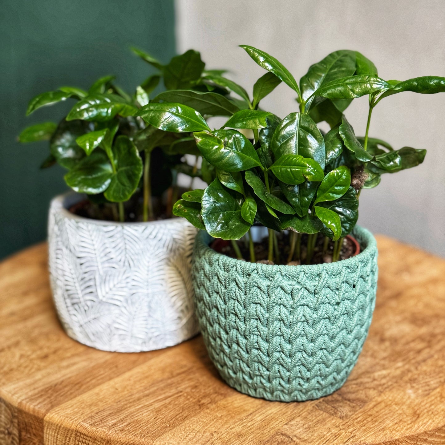 Coffee Arabica plant