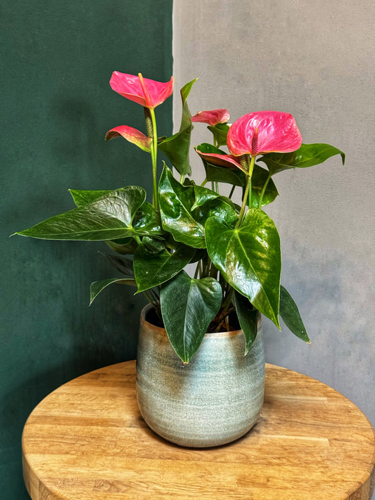 Anthurium Sweet Dream- Pink