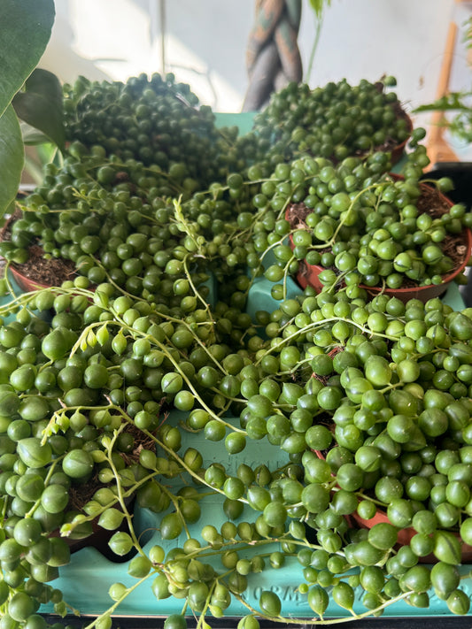 String of Pearls