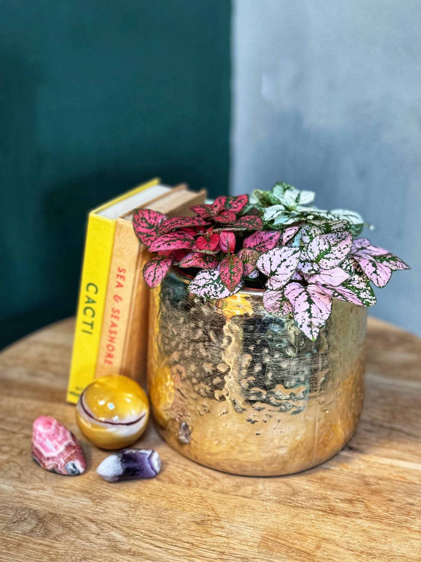 Hypoestes-Trio coloured Polka dot plants