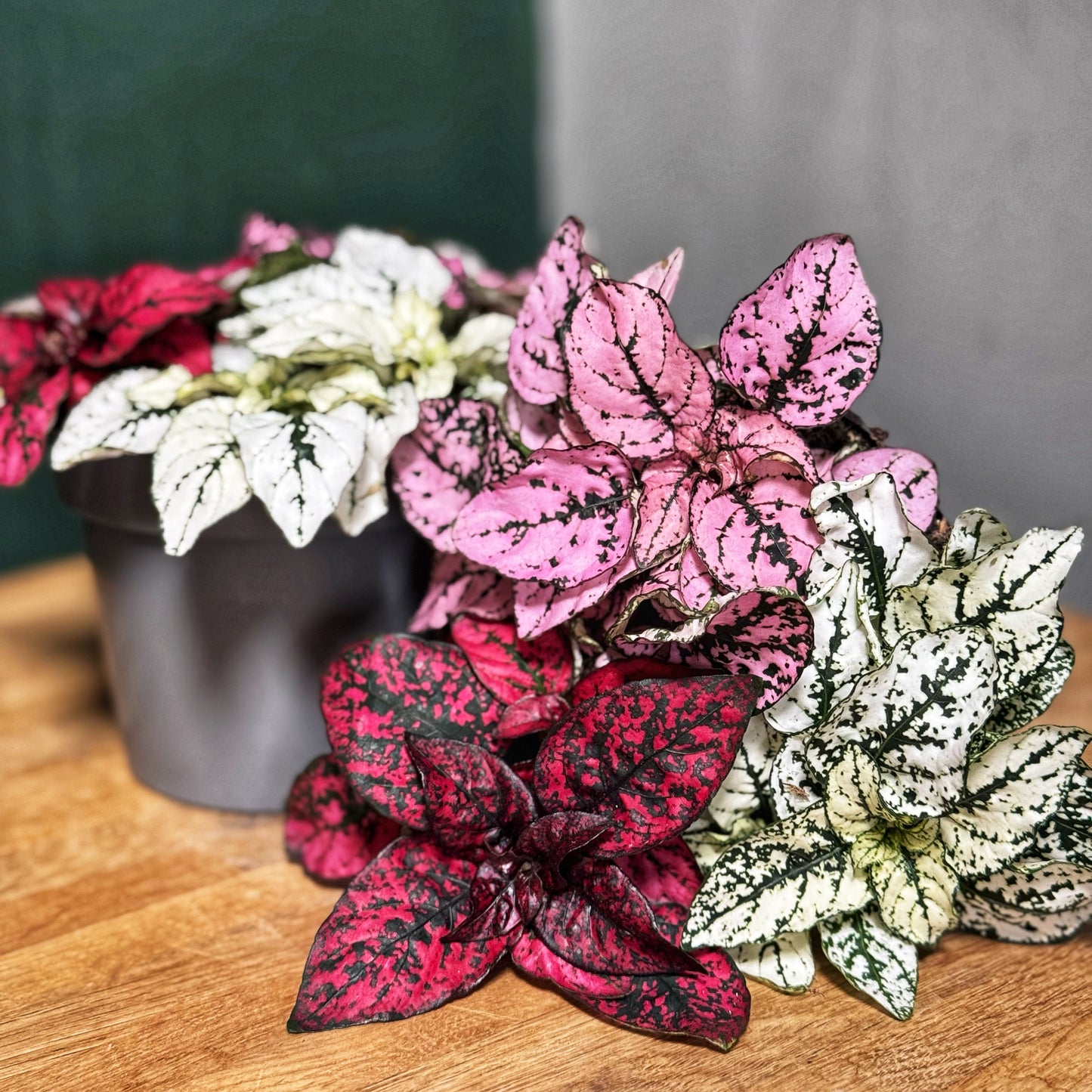 Hypoestes-Trio coloured Polka dot plants