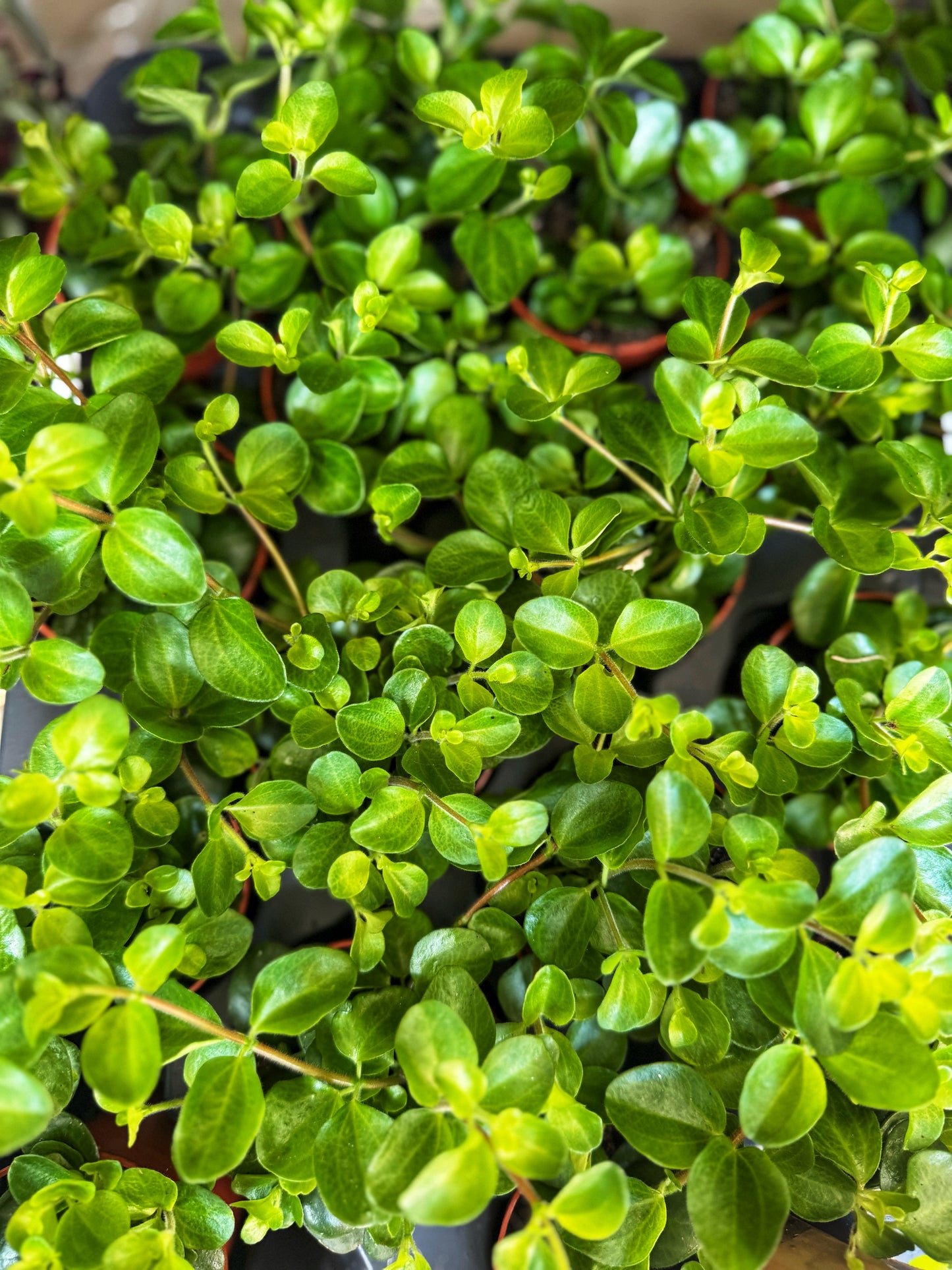 Rotundifolia- Trailing Jade Peperomia- Mini plants