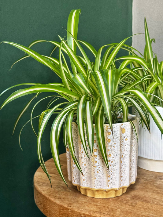 Chlorophytum Variegatum-Spider plant