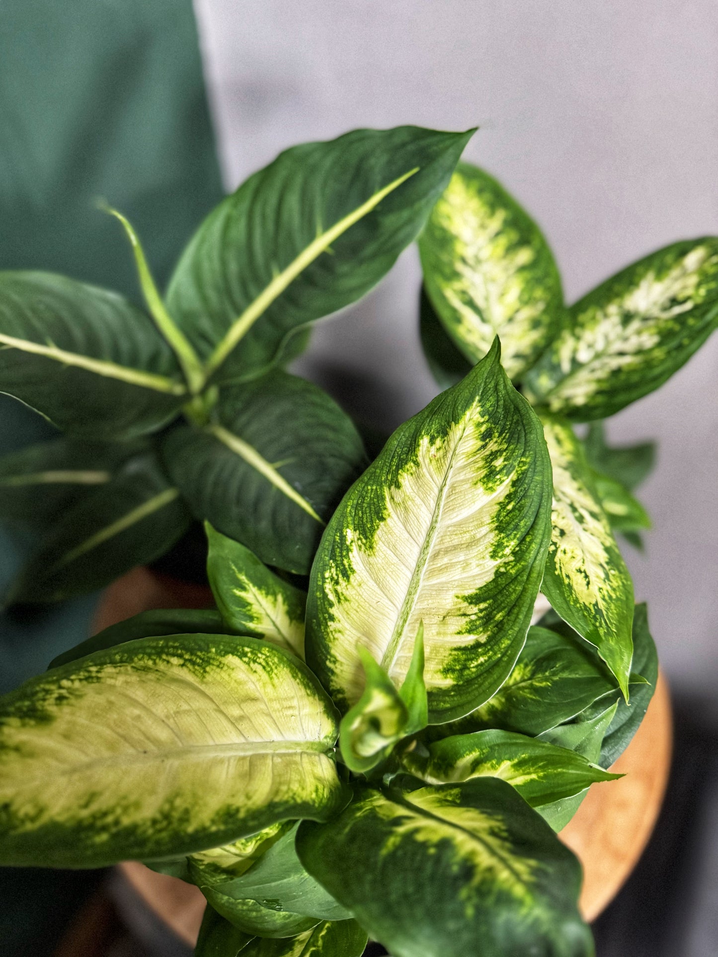 Dieffenbachia mix- Dumb Cane