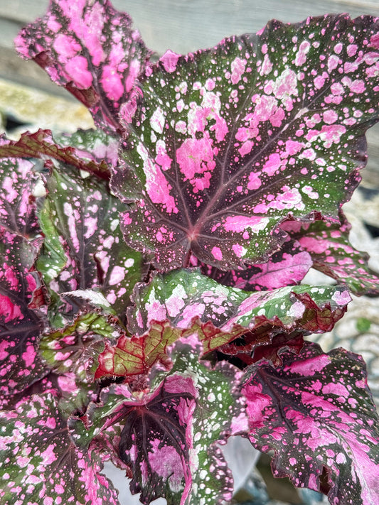 Begonia Rex Maui Sunset