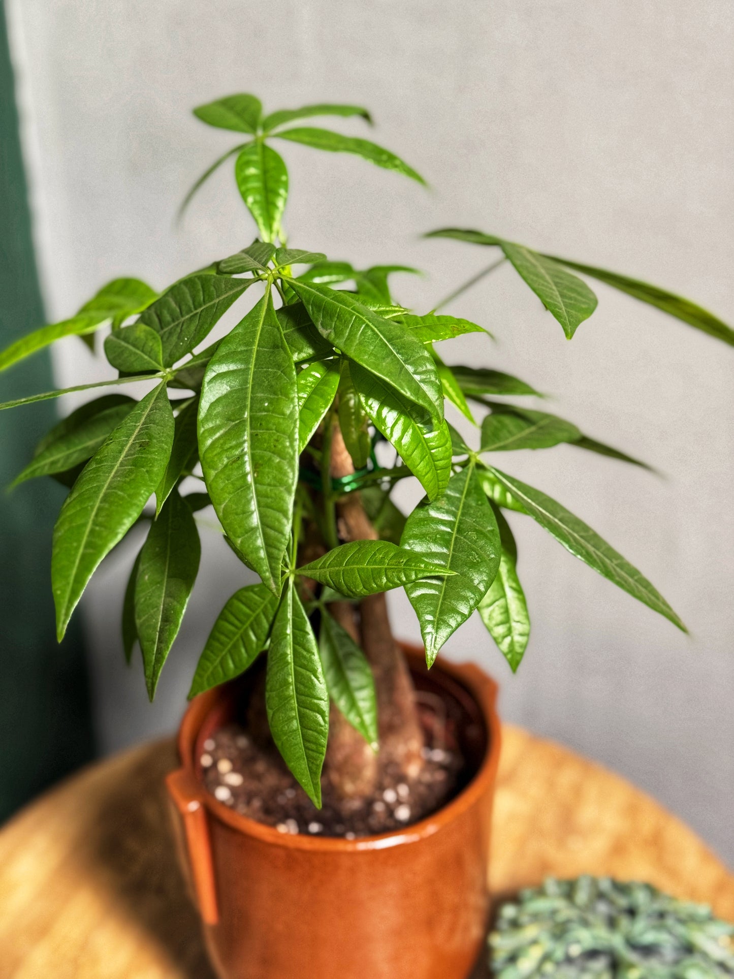 Pachira Aquatica - Money Tree