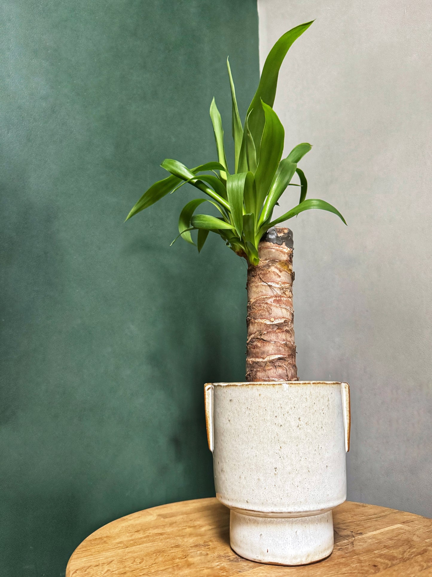 Yucca elephantipes - Spineless Yucca