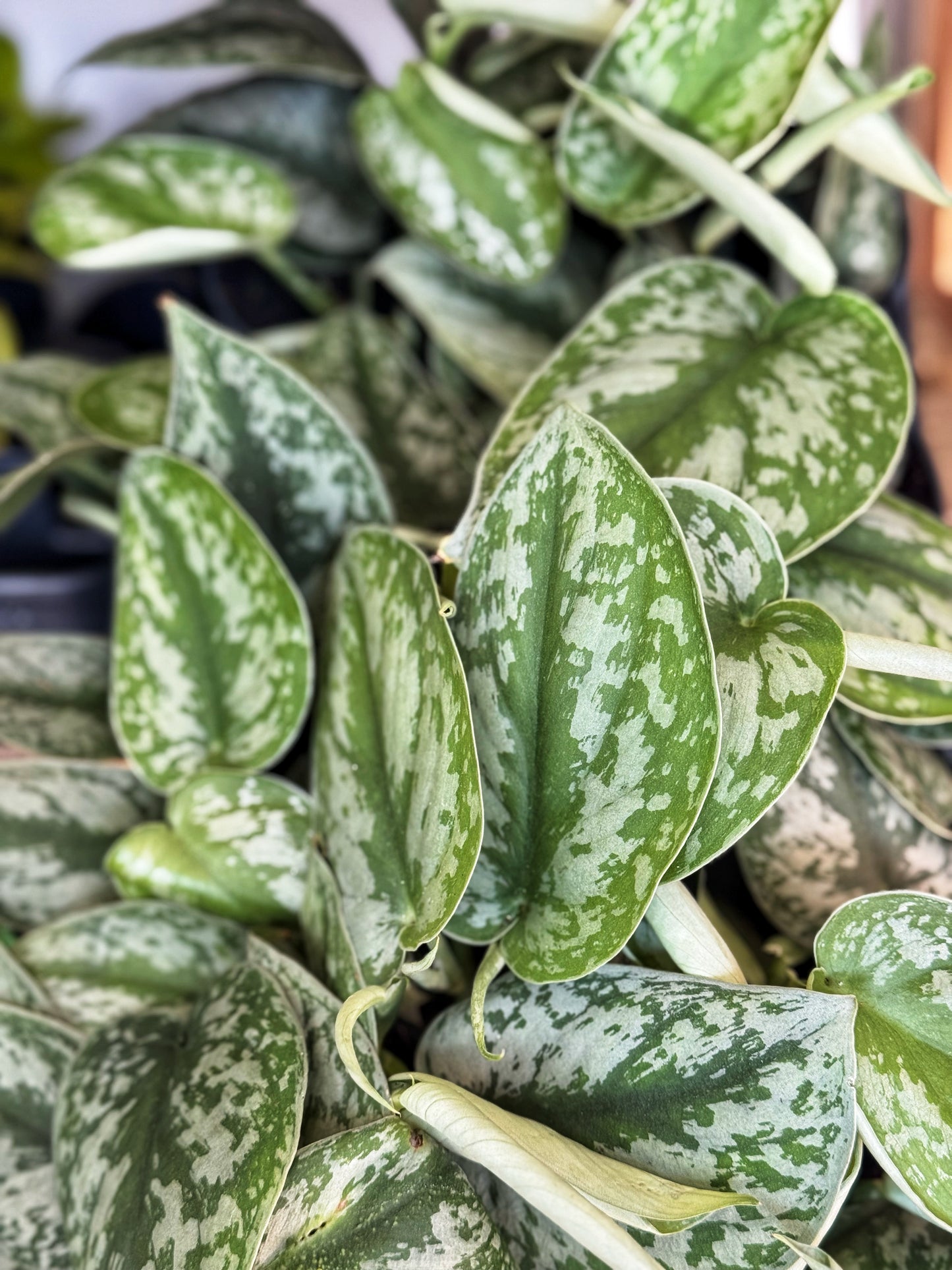 Scindapsus Pictus - Silvery Ann- trailing plant