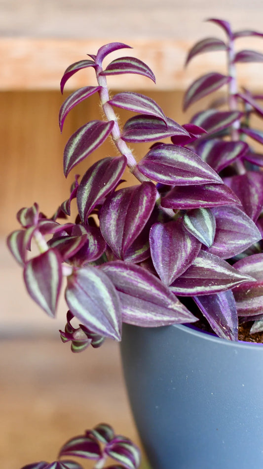 Tradescantia Purple Passion- 7cm