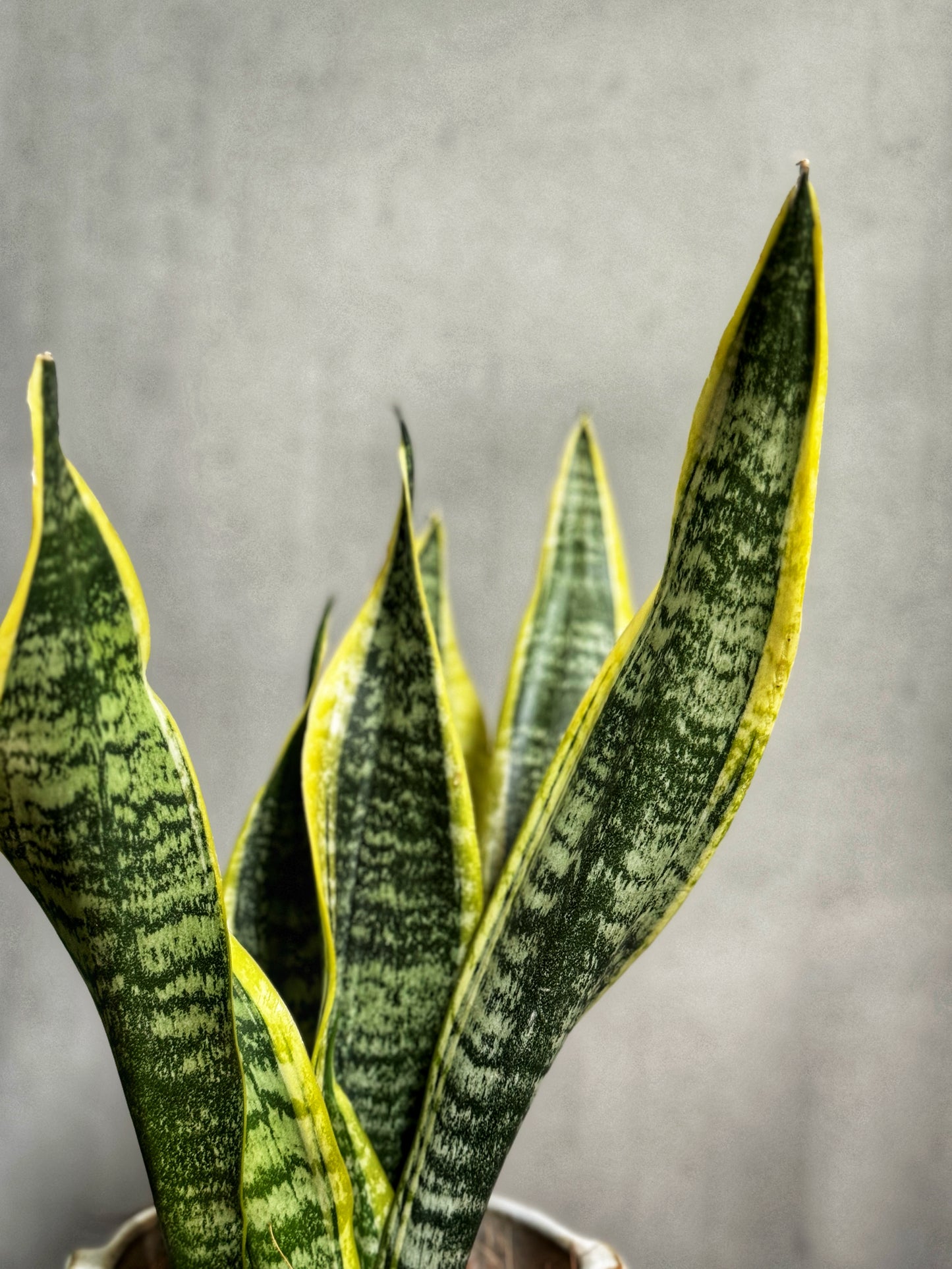 Sansevieria Futura Superba