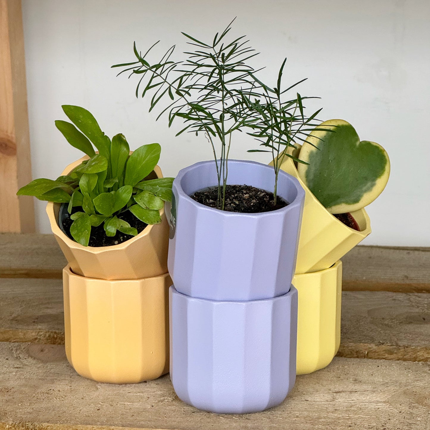 Geo Mini Planters- Lilac/Lemon/Apricot
