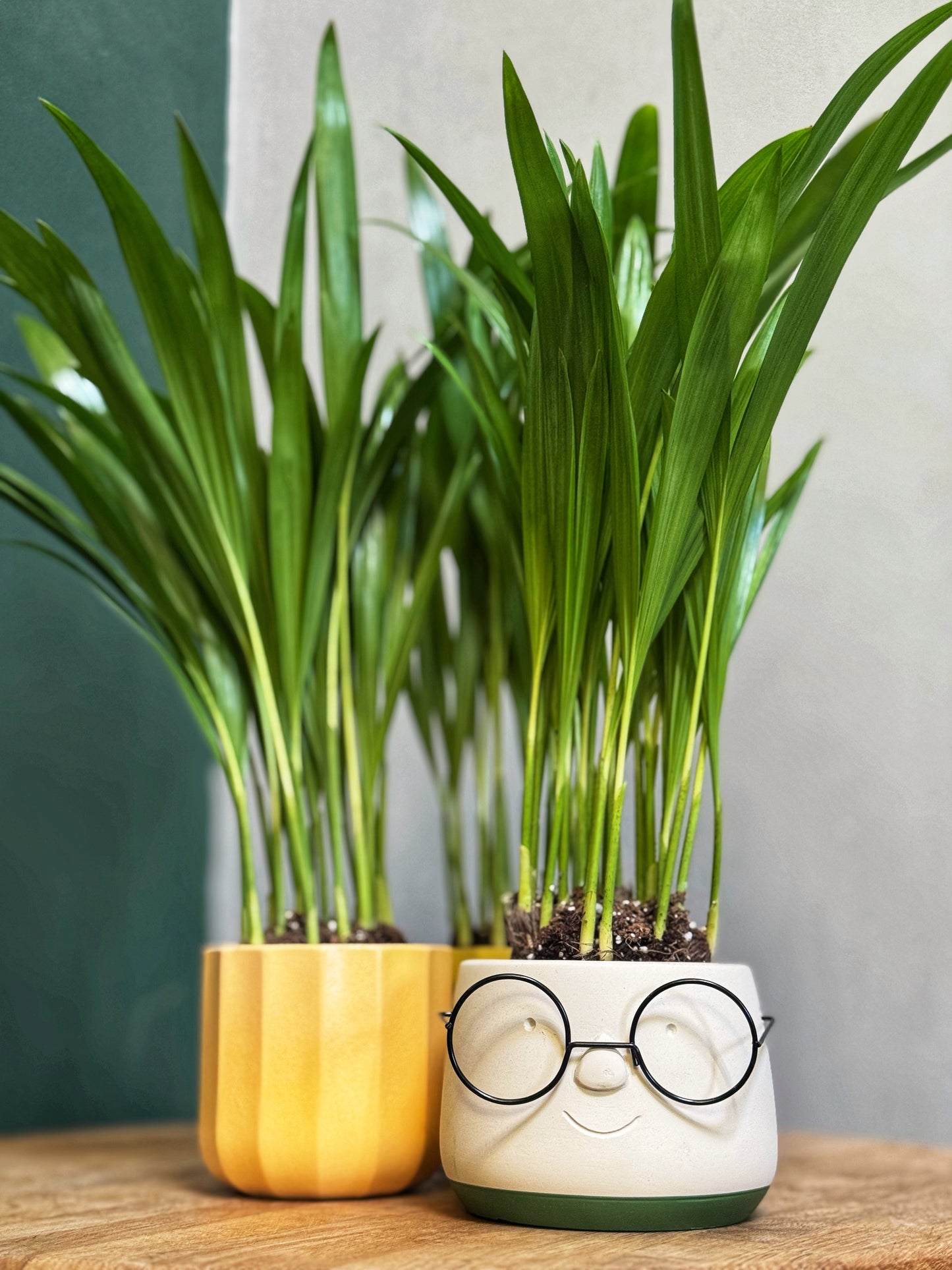 Areca Palm-Mini plants