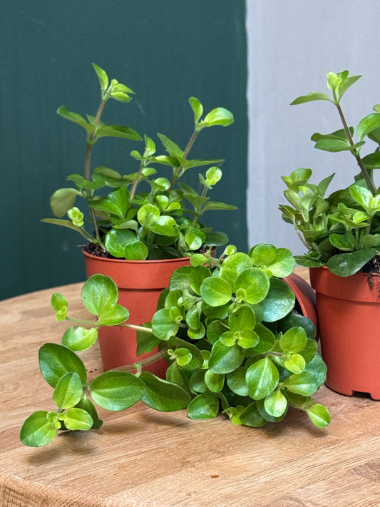 Rotundifolia- Trailing Jade Peperomia- Mini plants