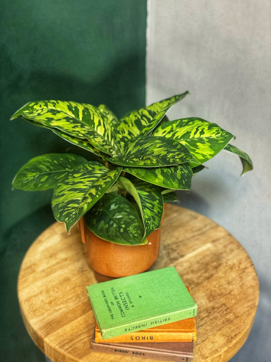 SALE Homalomena Wallisii- Camouflage. RARE