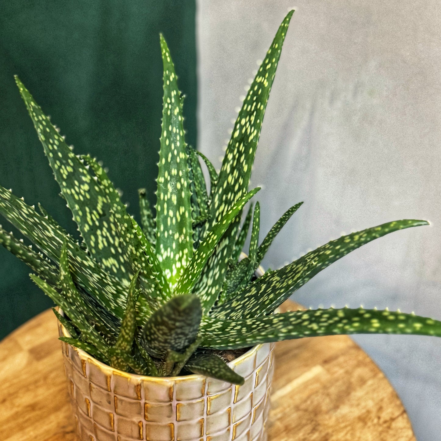 Aloe "Sherman Hoyte" Vera