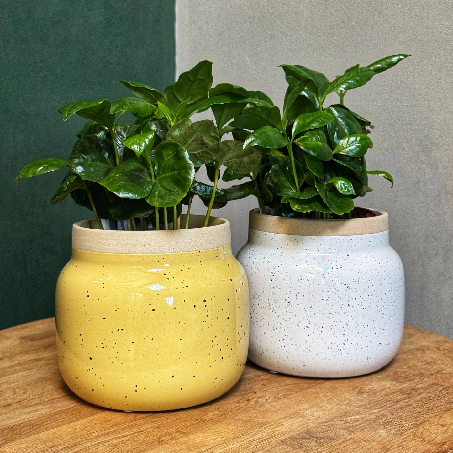 Mid Pastel Deco Pots-White/Yellow
