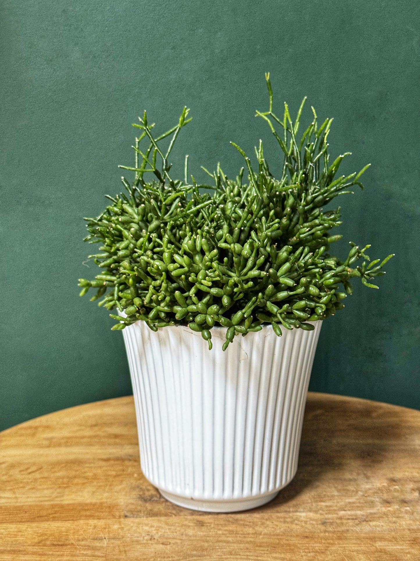 Rhipsallis in white pot
