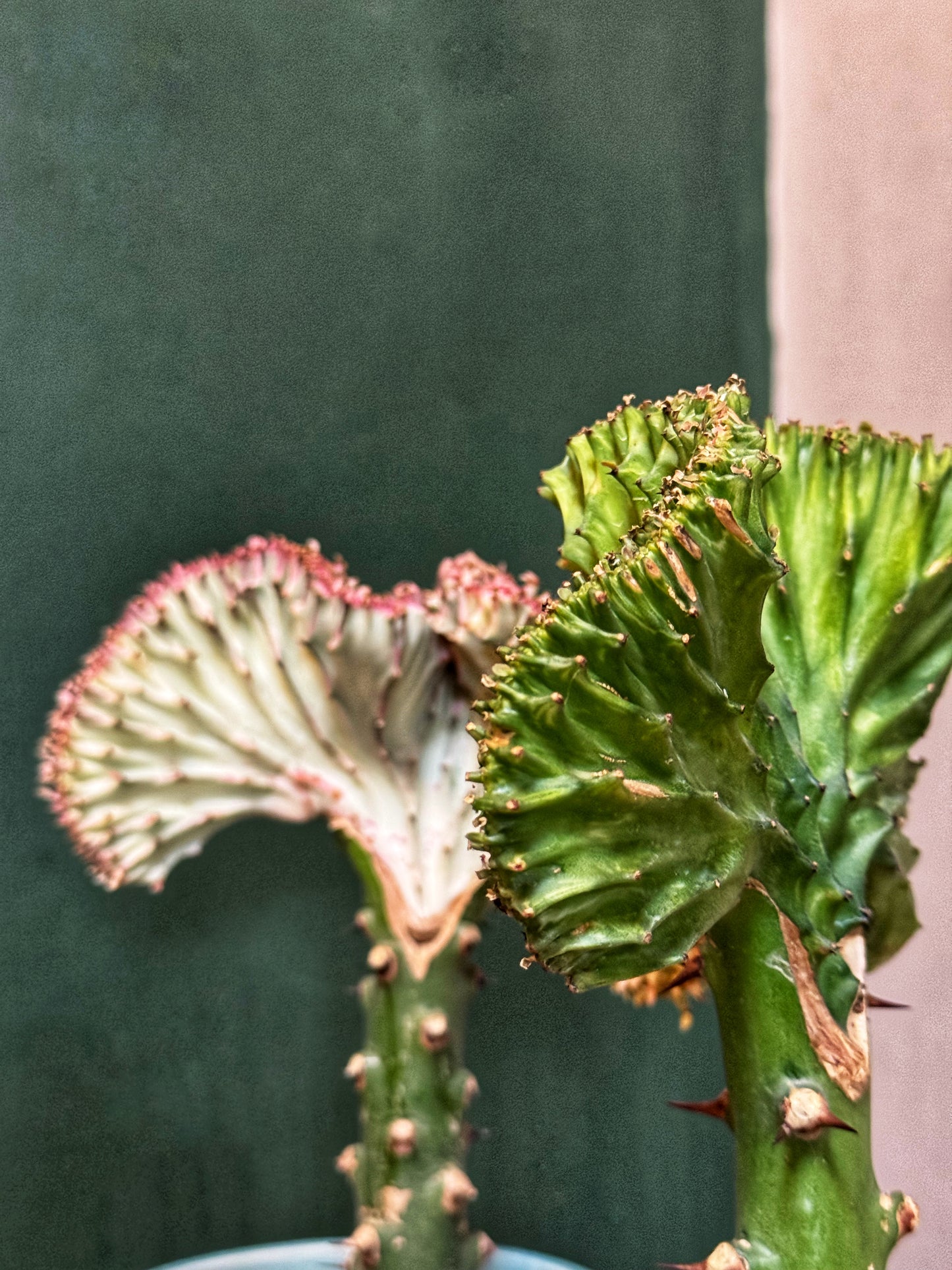 Euphorbia Lactea - Coral Cactus