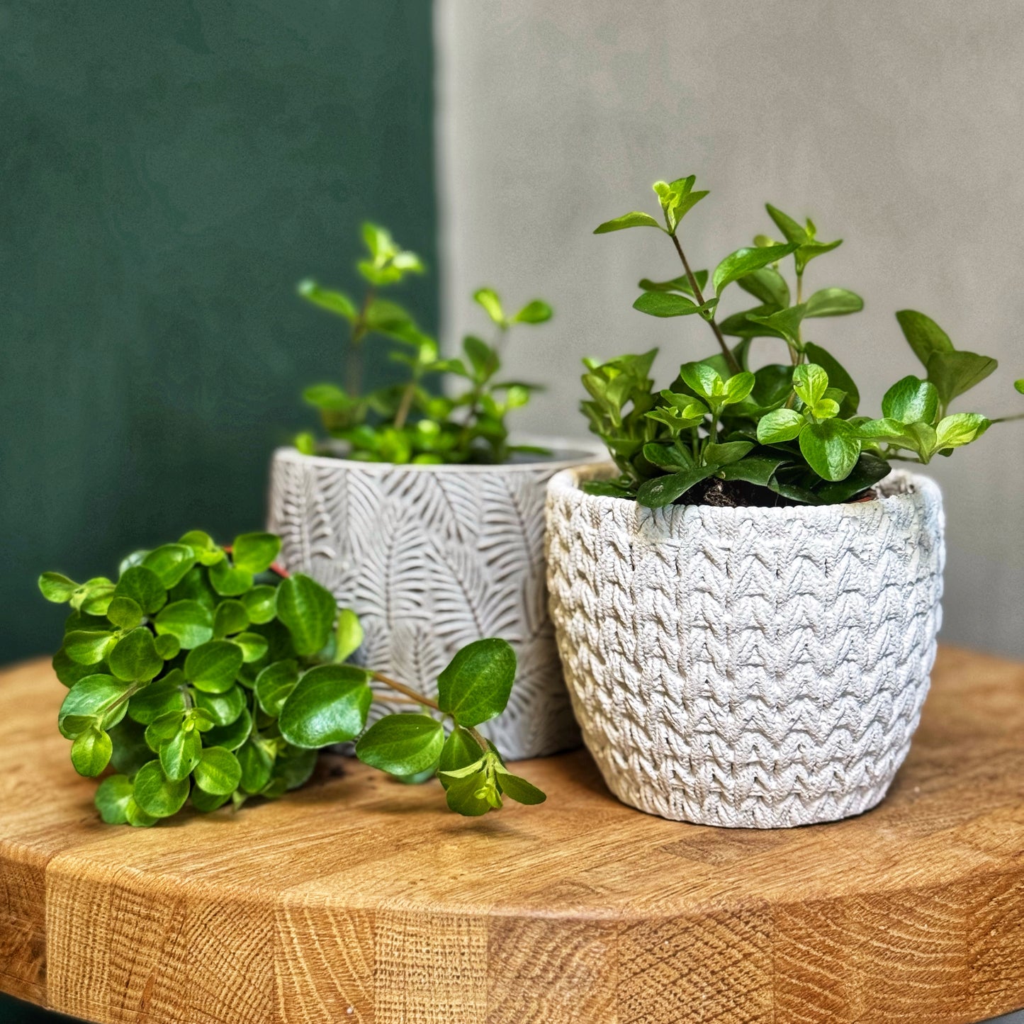 Rotundifolia- Trailing Jade Peperomia- Mini plants