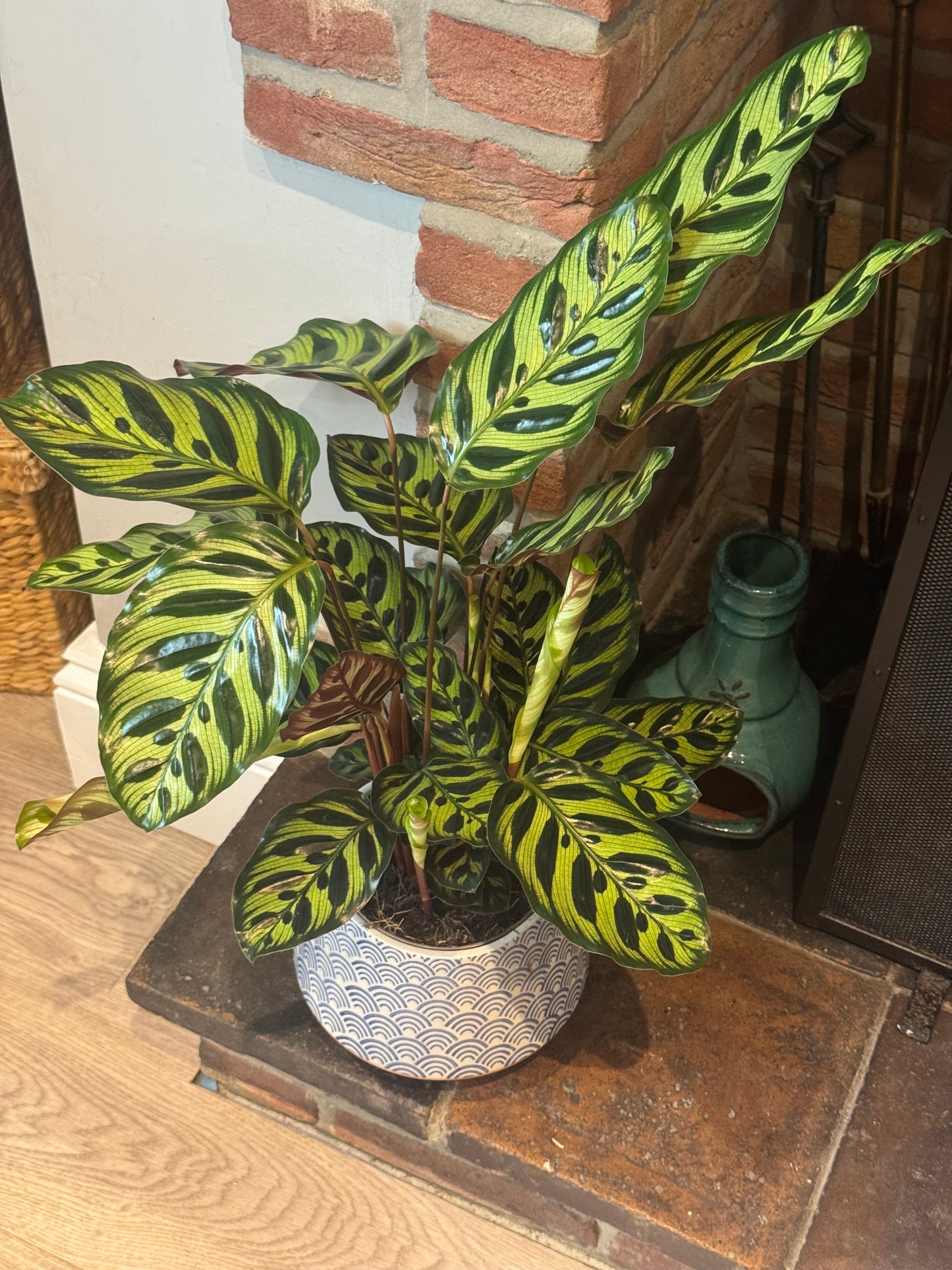 Prayer Plant- Peacock Calathea