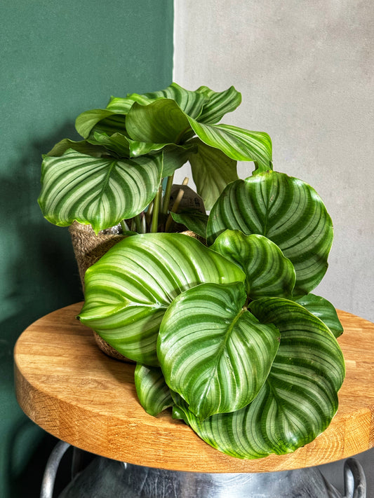 Calathea - Orbifolia Prayer plant